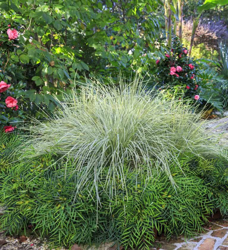 Ornamental Lomandra grass with thin, spiky leaves surrounded by various green plants and vibrant pink flowers in a garden setting.