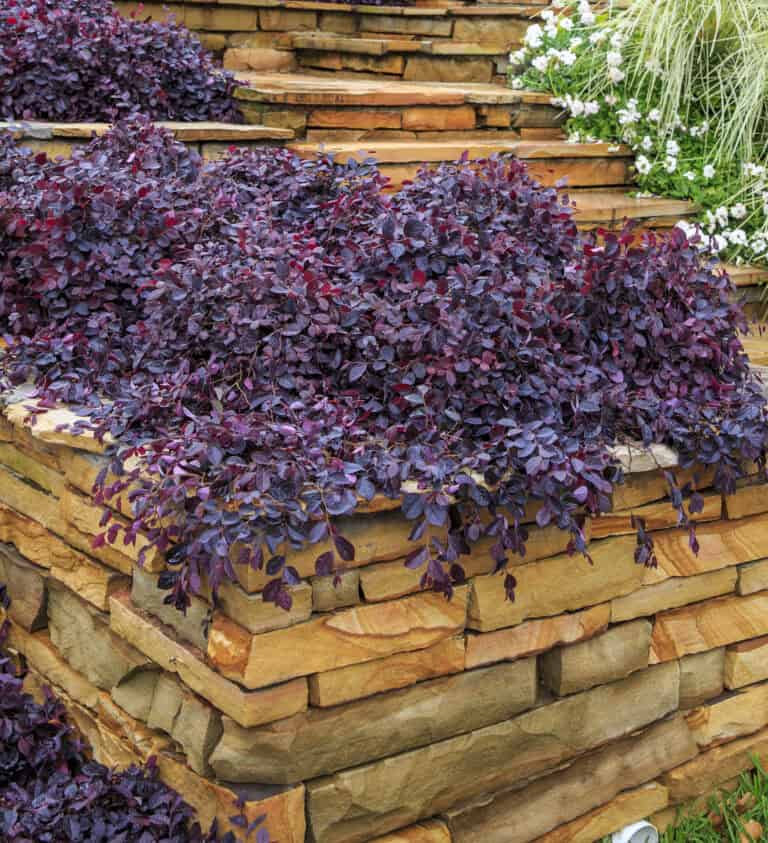 A landscaped garden with stone terraces and burgundy-colored creeping loropetalum growing over the edges, accompanied by white flowering plants in the background.