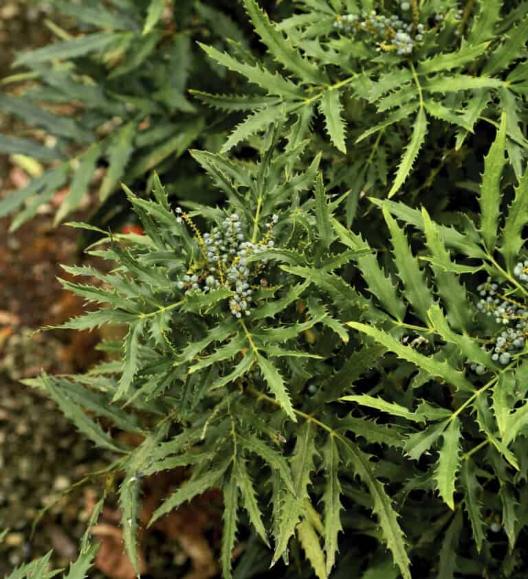 Close-up of a green foliage mahonia plant with jagged-edged leaves and clusters of small, round blue berries at its center.