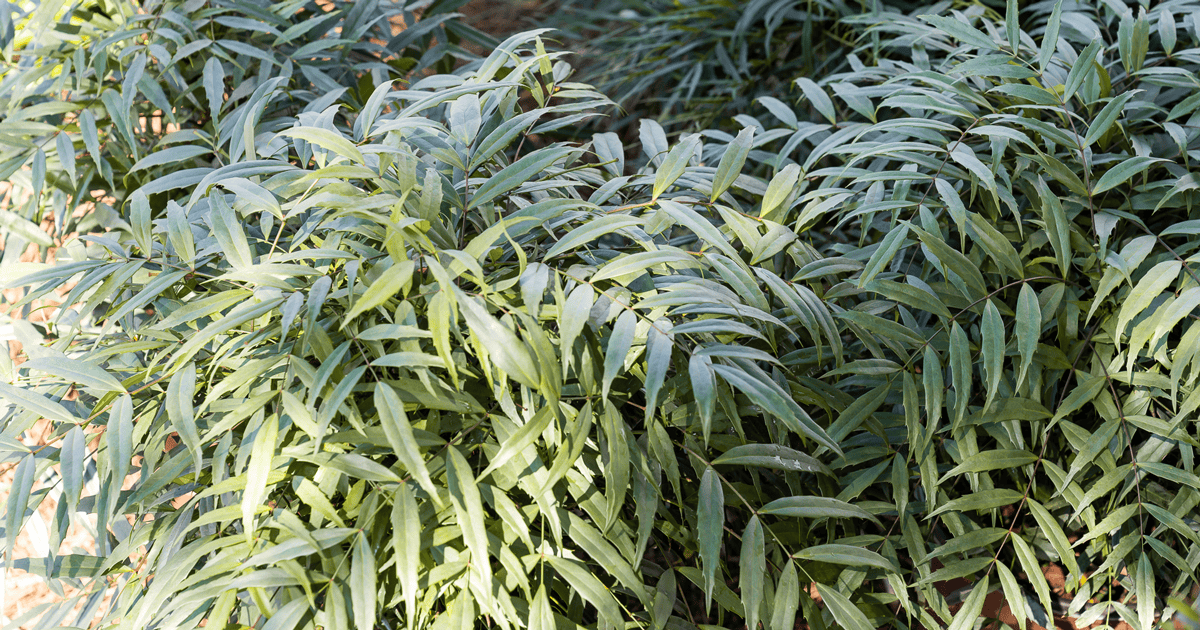 Silvery green bush is Mahonia Silver Caress