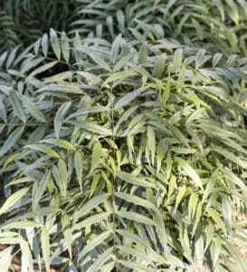 A green plant with textured foliage and yellow blooms