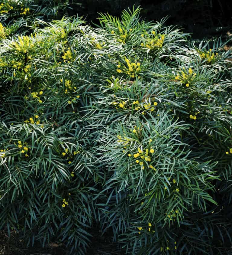 Dense, green mahonia shrub with long, slender leaves and clusters of small yellow flowers spread throughout.