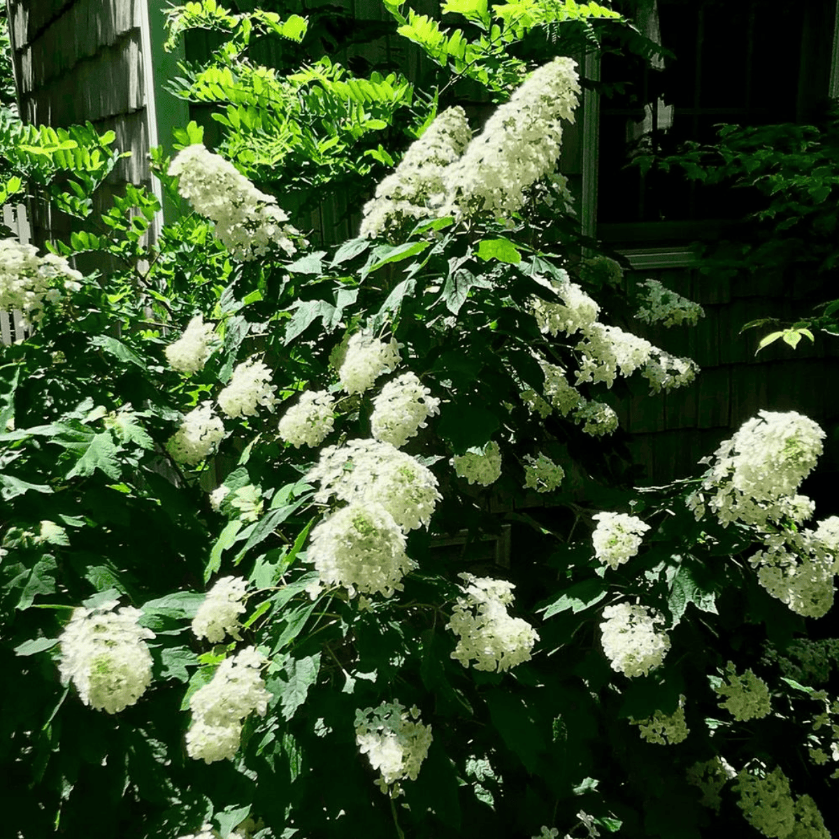 Snowcycle Hydrangea Hydrangea Oakleaf 'Snowcicle'