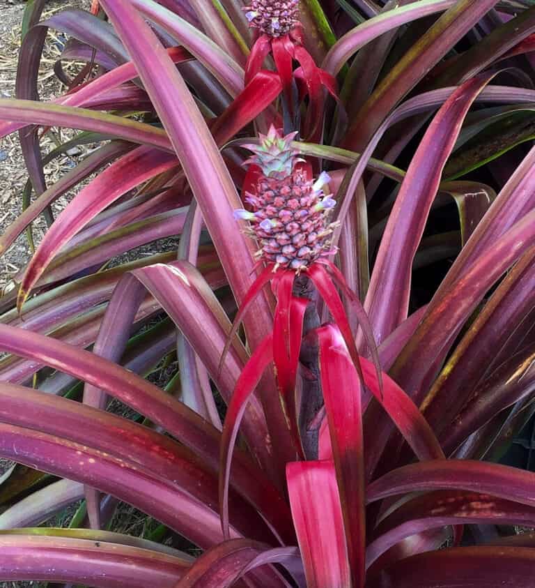 Close-up of a pineapple plant with red leaves and a small, developing pineapple fruit in the center, surrounded by other similar plants.