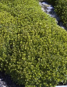 Mojo Pittosporum Plant Development Services Inc