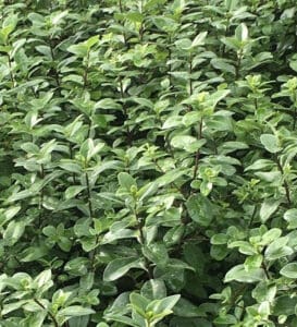 A close up of a bush with green leaves.