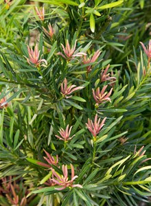 Roman Candle™ Podocarpus | Plant Development Services, inc.