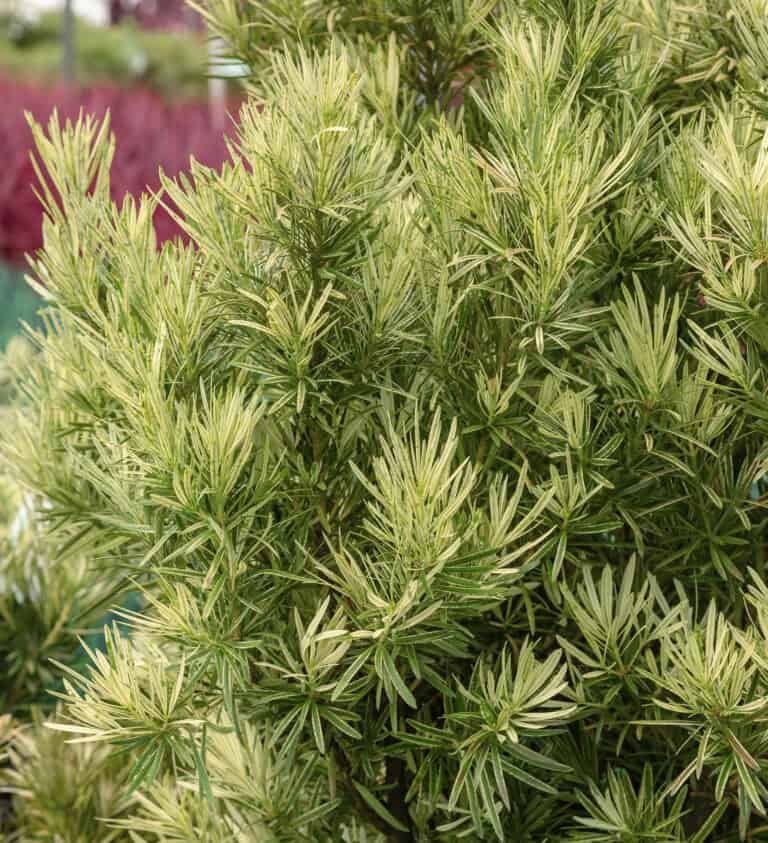 Close-up of lush, green foliage of a narrow-leaved Podocarpus plant in a garden, with blurred, red-leaved plants in the background.