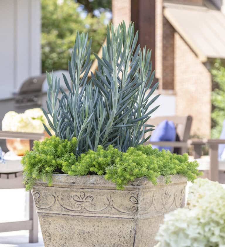 A large stone planter filled with tall, narrow-leaved Rosemary plants and lush ground cover, situated on an outdoor patio with seating and decor in the background.