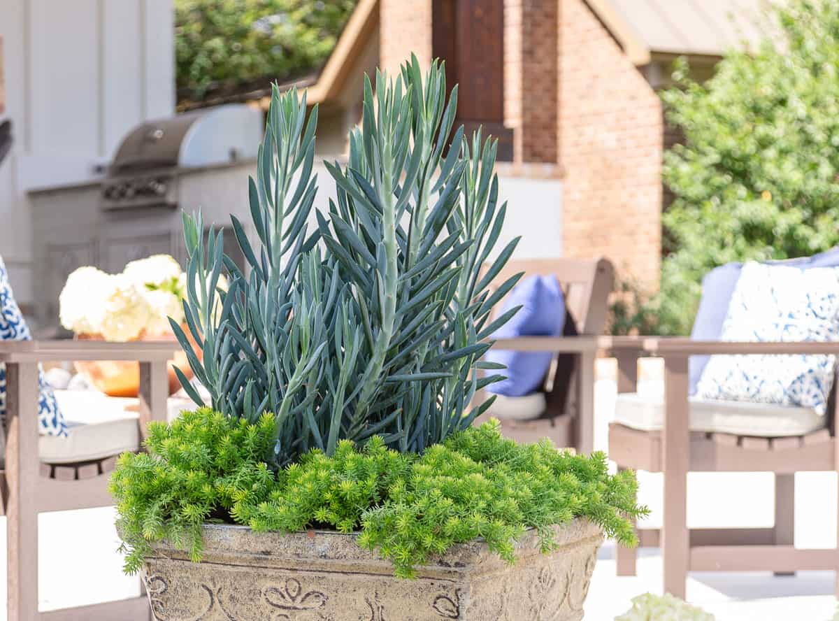 Skyscraper™ Senecio | Plant Development Services, inc.