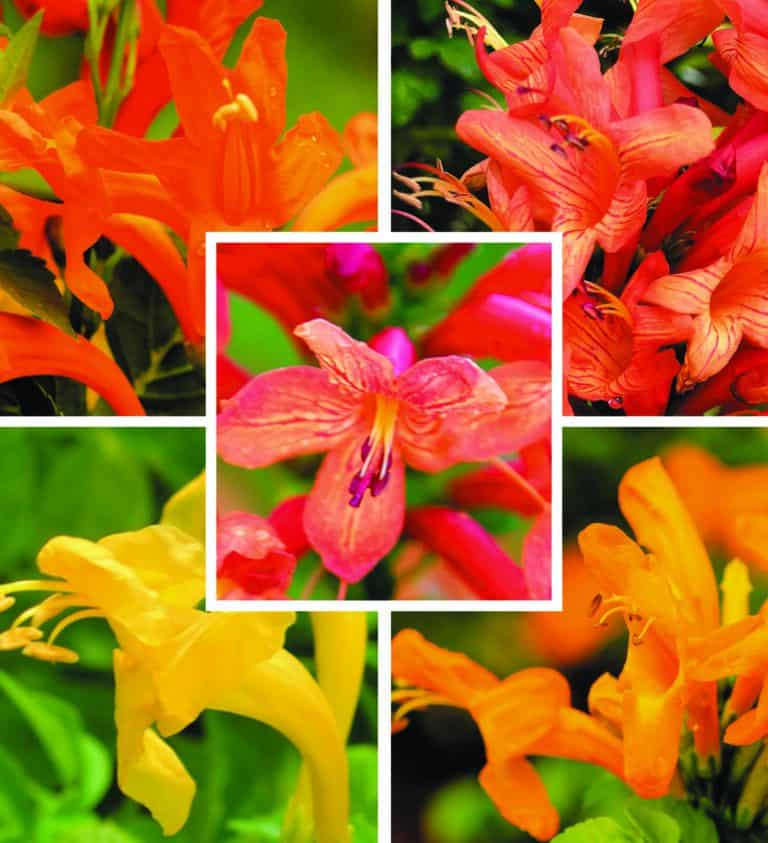 Collage of vibrant orange and yellow Tecomaria flowers with a central focus on a reddish-pink flower. The flowers have elongated petals and are set against a lush green background.