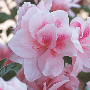 Close up bloom photo of Autumn Belle