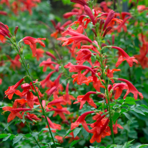 Tecomaria Cape Town™ Red blooms