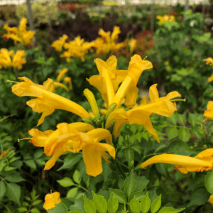 Detail photo of Cape Town™ Yellow Tecomaria blooms