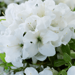 Close up bloom photo of Encore Azalea Autumn Dove