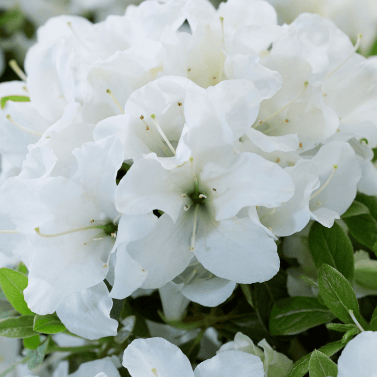 Close up bloom photo of Encore Azalea Autumn Dove