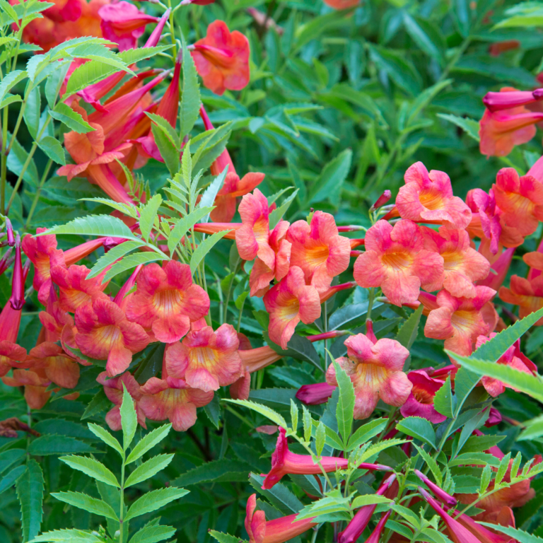 close up photo of blooms on Bells of Fire™ Tecoma