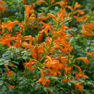 Close up photo of Tecomaria Cape Town™ Orange blooms