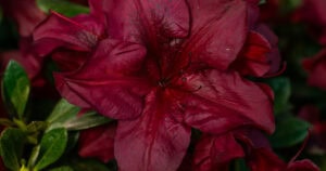 deep maroon flowers of Encore Azalea Autumn Velvet