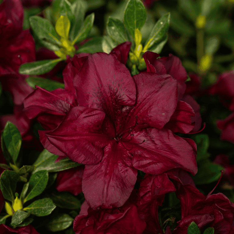Dark purple, velvety blooms for Encore Azalea Autumn Velvet