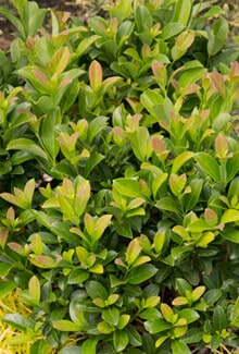 Coppertop™ Sweet Viburnum | Plant Development Services, inc.