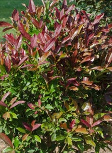 Sugar Cookie™ Sweet Viburnum | Plant Development Services, inc.