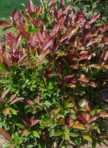 Sugar Cookie™ Sweet Viburnum - Plant Development Services, inc.