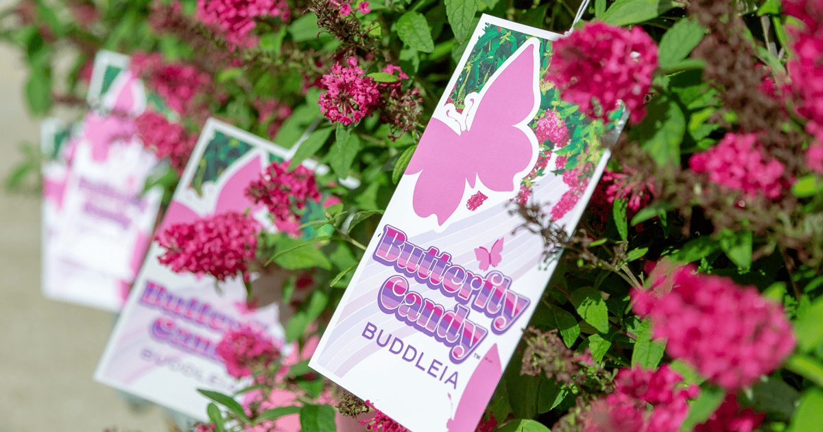 Butterfly Candy plants with tags