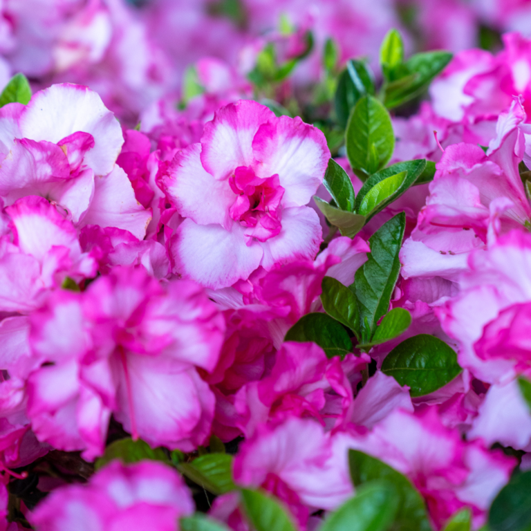 A close-up image of pink and white flowers with green leaves. The petals are ruffled and densely clustered together.