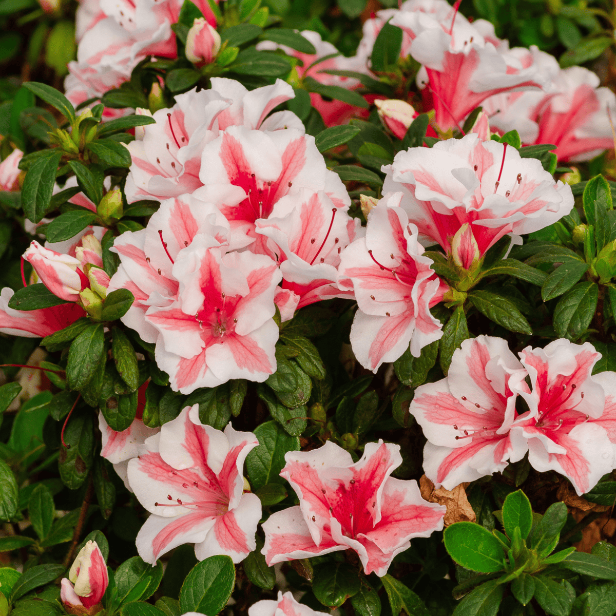 Azalea Encore® Autumn Starburst®