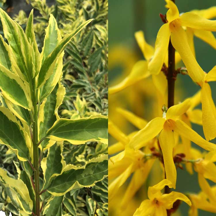 Forsythia Hillier™ 'Discovery'