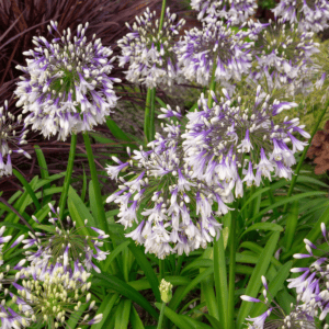 Agapanthus Ever Twilight™