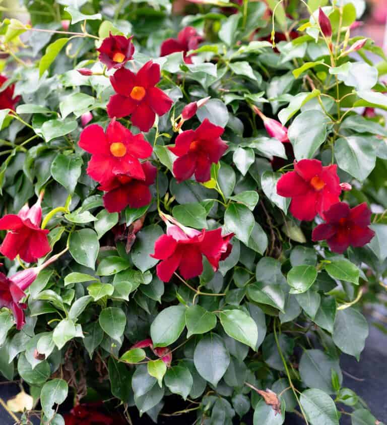 A plant with numerous red trumpet-shaped flowers and green leaves.