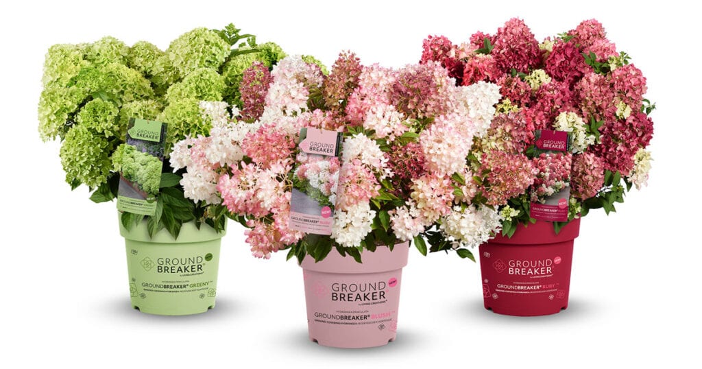 Three new Groundbreaker groundcover panicle hydrangeas in branded pots