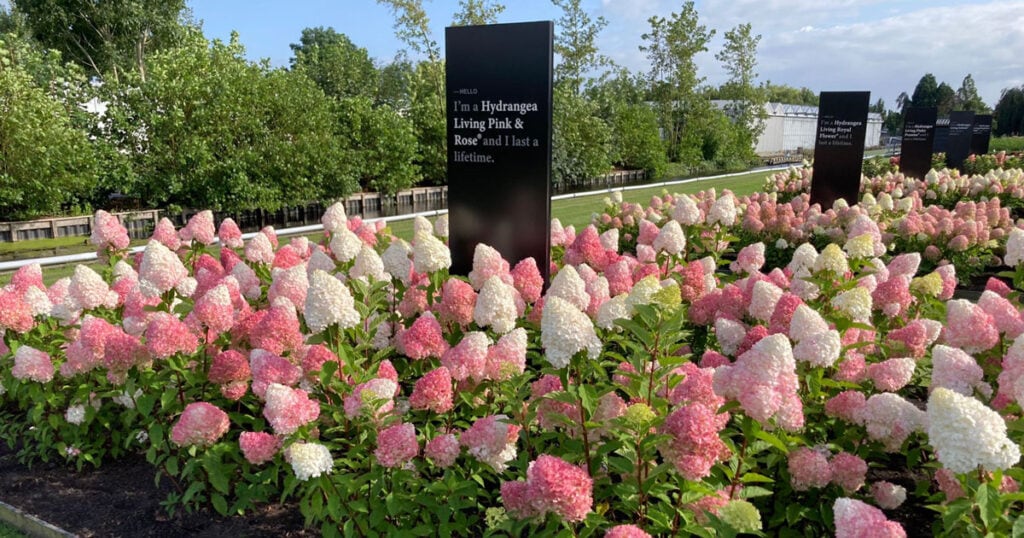 Living Creations Pink and Rose Hydrangeas in a display garden bed