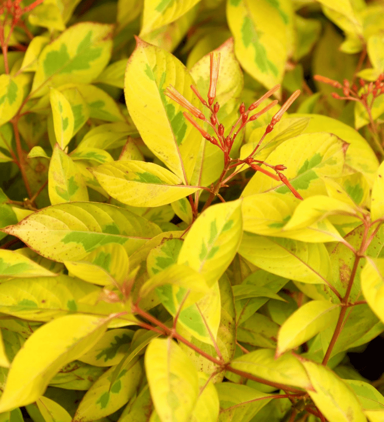 A close up of a yellow plant with red leaves.