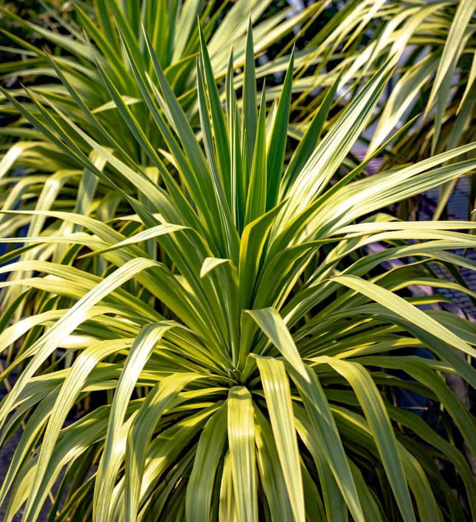 Yucca Mellow Yellow Plant Development Services, inc.