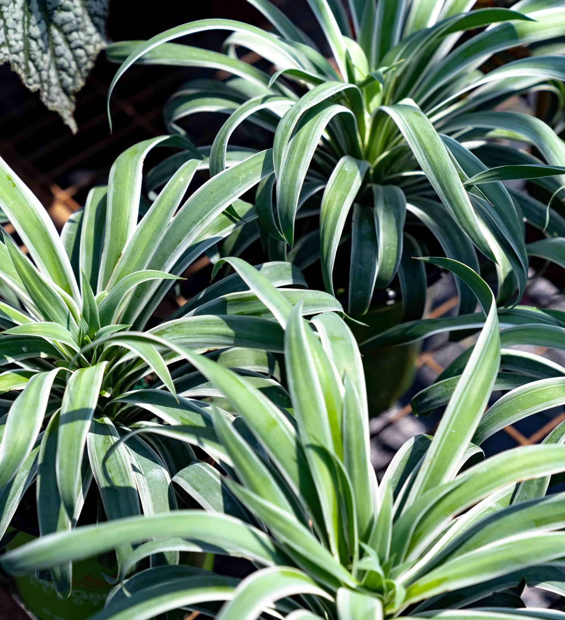 yucca-nice-easy-plant-development-services-inc