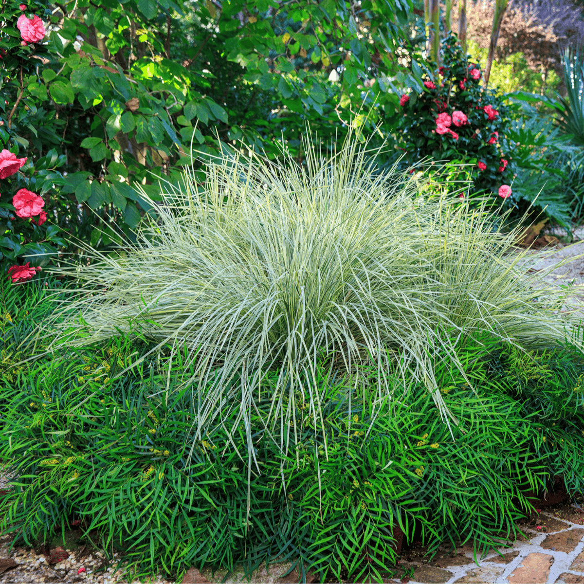 Lomandra Platinum Beauty®
