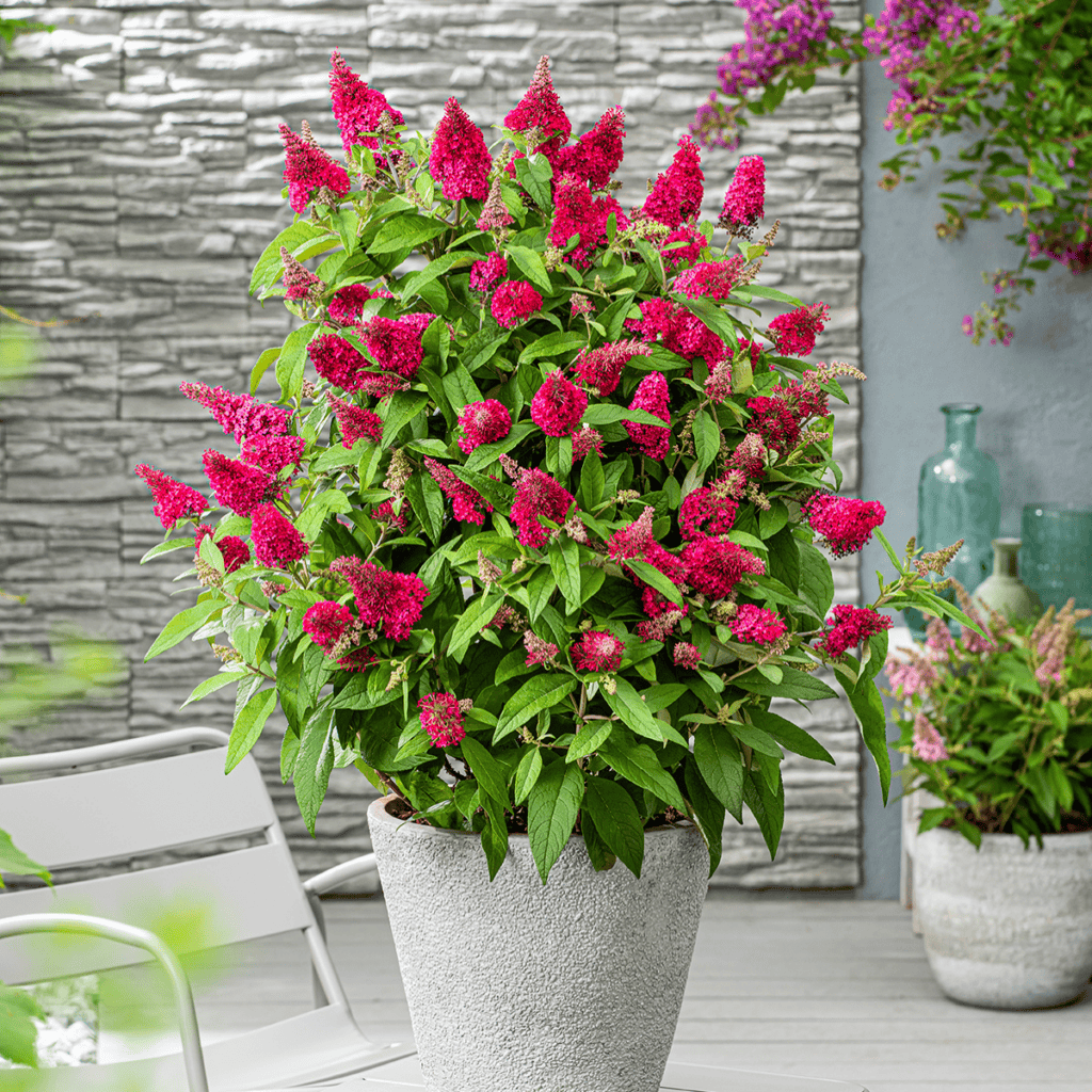 Lil Raspberry Buddlea Buddleia Butterfly Candy® Li’l Raspberry™