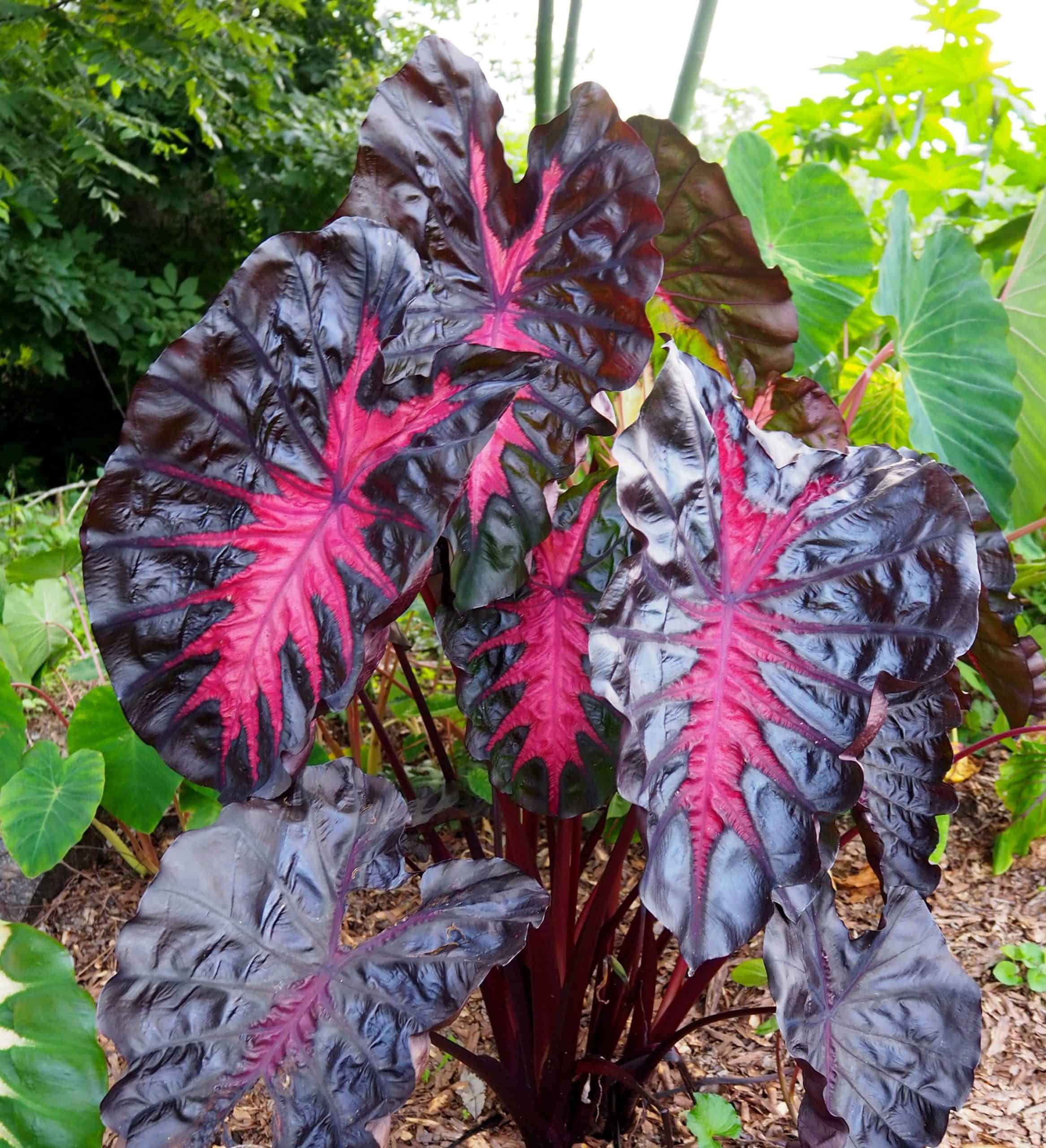 Colocasia Redemption™ | Plant Development Services, inc.